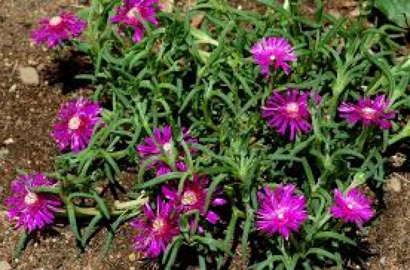 ice plant