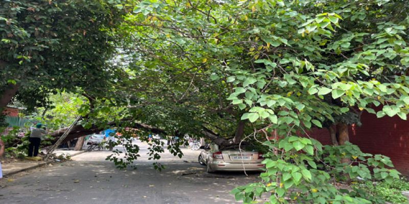 Tree fell again in Chandigarh Tree fell again in Chandigarh