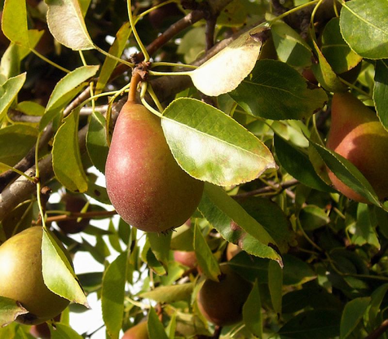 Pears Cultivate 