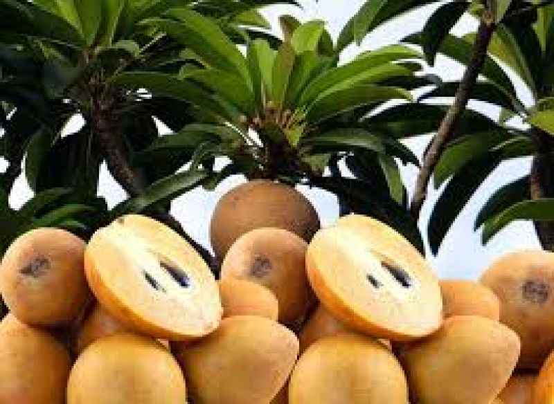 Chiku is good for health