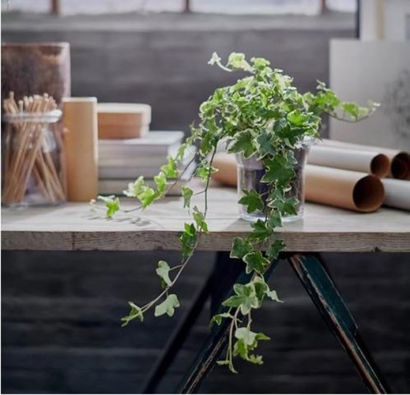 Hedera Helix Hedera Helix