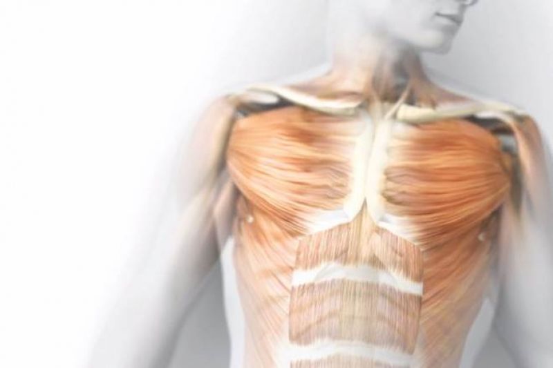 Interstitium New Organ Discovered Human Body