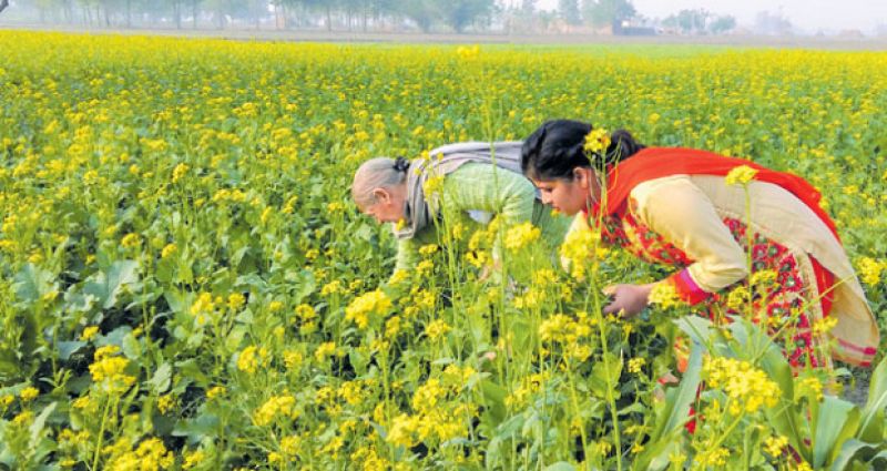 ਗੋਭੀ ਸਰ੍ਹੋਂ ਅਤੇ ਤੋਰੀਆ