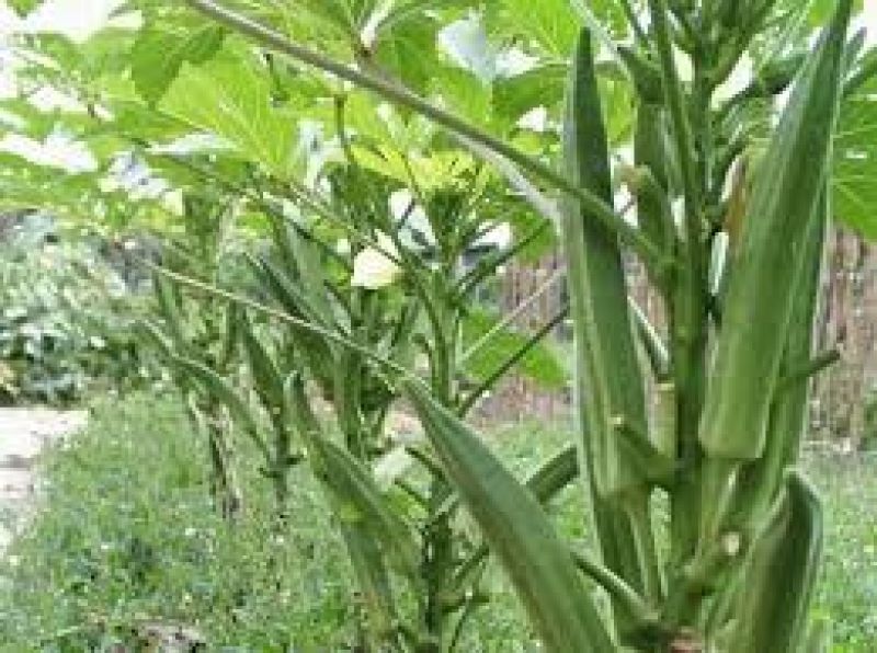 okra cultivation