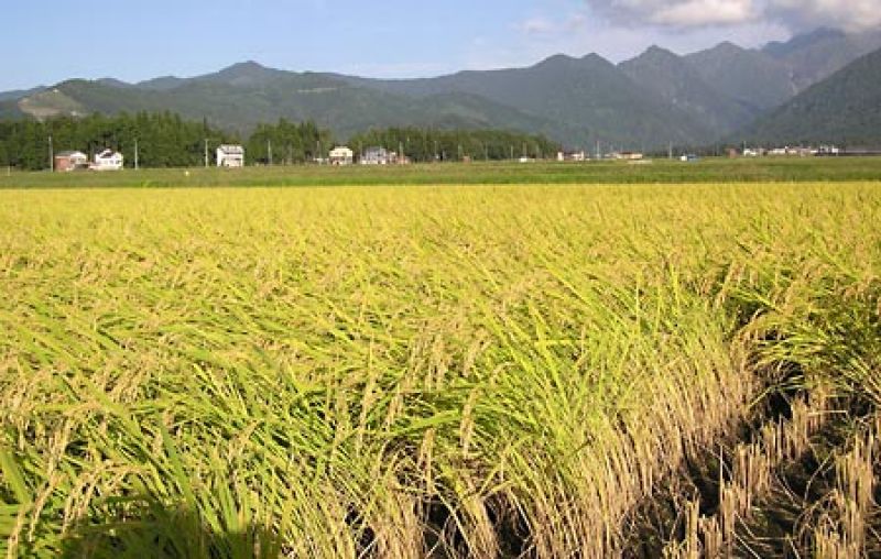 Paddy crop