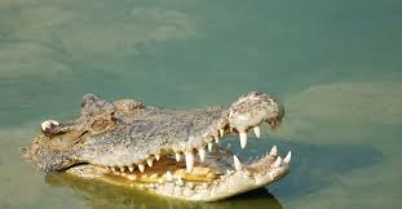 Girl fight with Crocodile