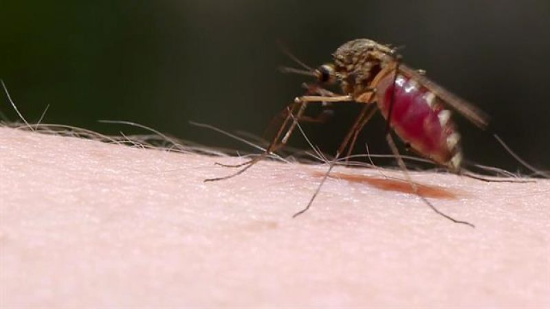 Mosquitoes Mosquitoes