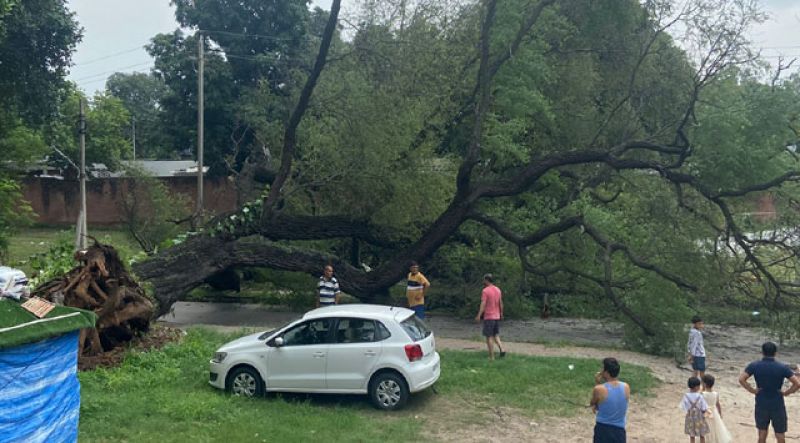 A tree fell again in Chandigarh Sector 7 A tree fell again in Chandigarh Sector 7