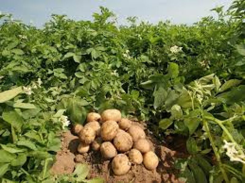 Potato Farming 