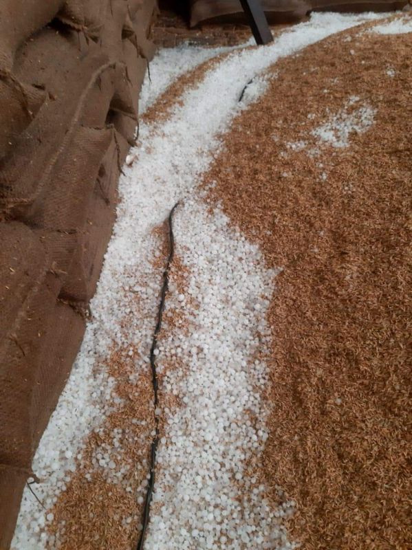 Unseasonal rains and hailstorms wreak havoc in Punjab Unseasonal rains and hailstorms wreak havoc in Punjab