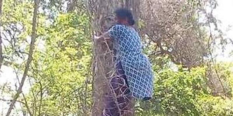 Muthamma climbed a tree demanding two acres of land and houses for each family