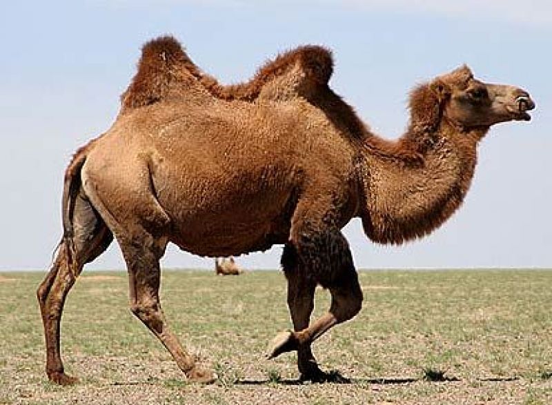 Humped camels 
