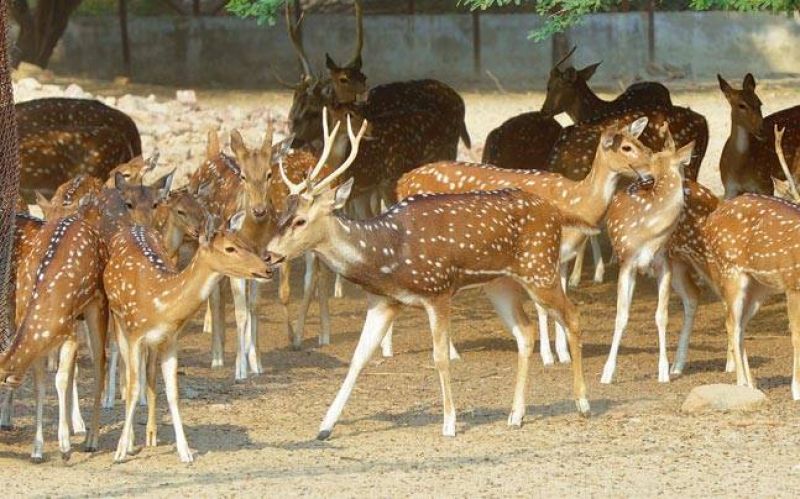 Zoo Zoo