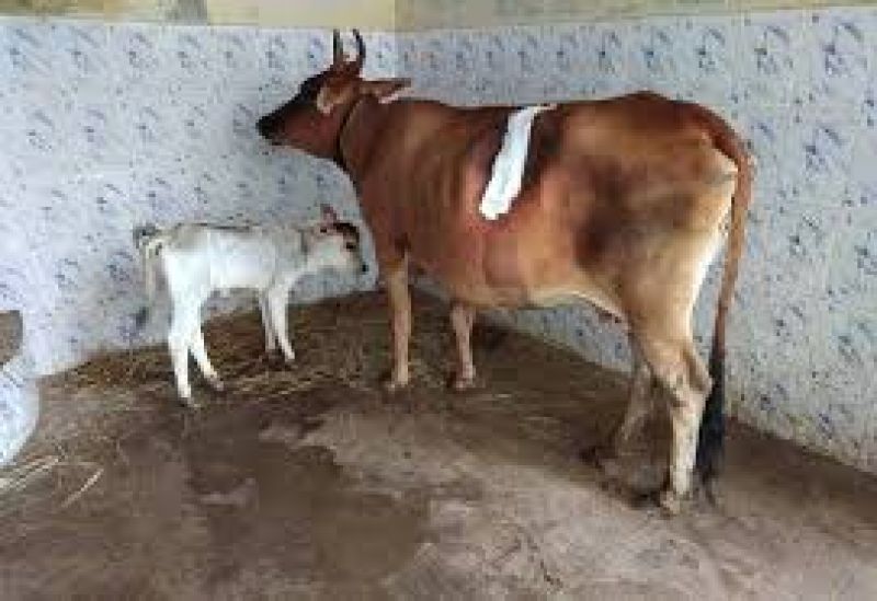 52 kg plastic from cows