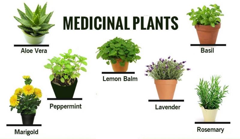 Herbal & Medicinal Plants