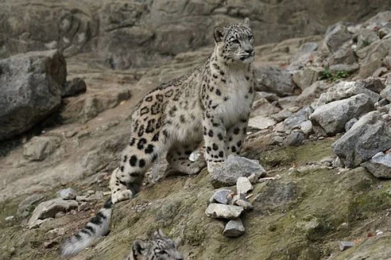 Snow Leopards 