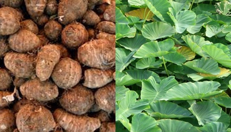 Make Arabica leaf vegetable in your home kitchen