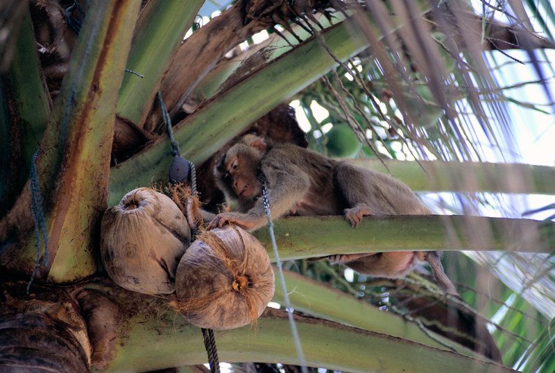 Thailand's coconut-picking monkeys Thailand's coconut-picking monkeys