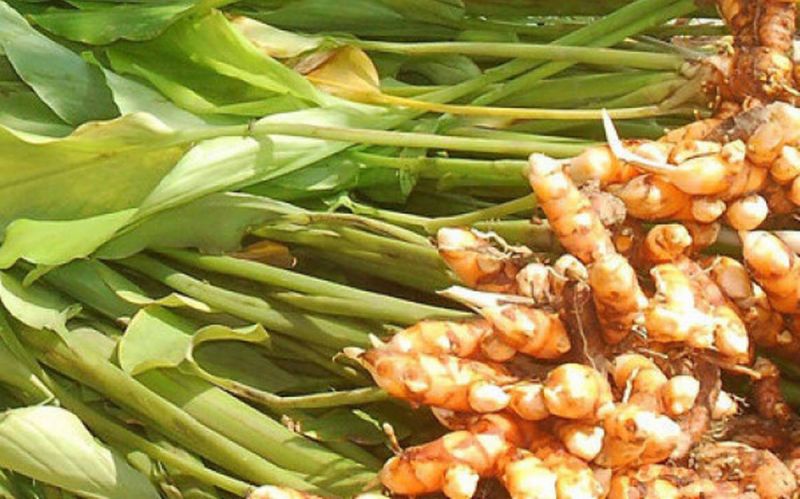  Turmeric Cultivation