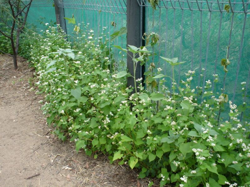 Buckwheat