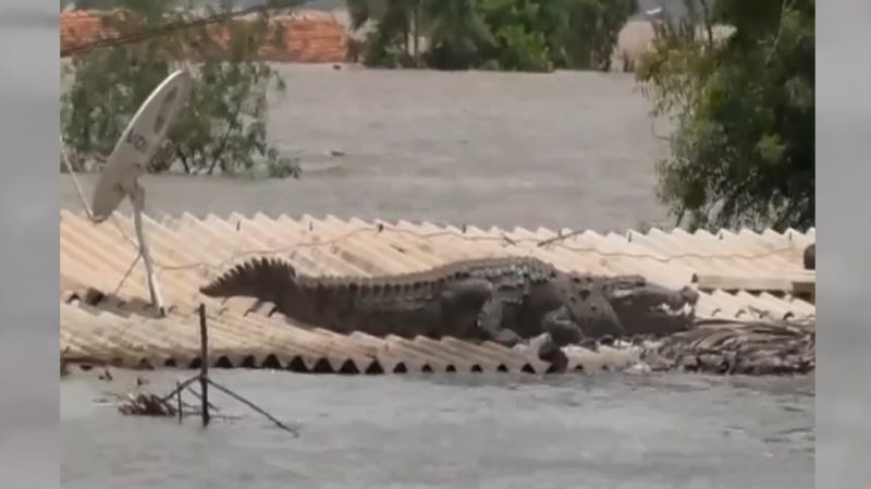 crocodile spotted on roof of submerged housein flood hit karnataka