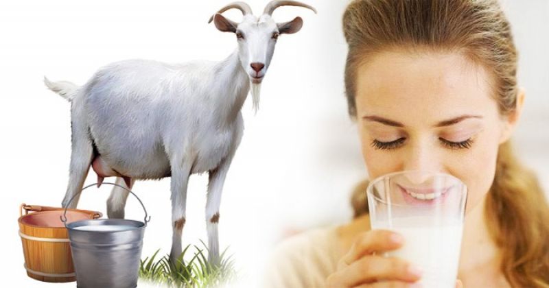 Goat Milk