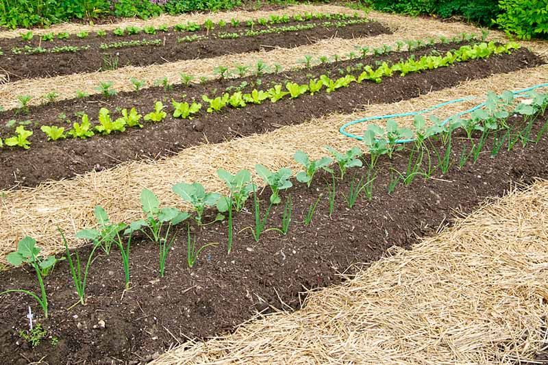 Straw can also be used as mulching in gardens