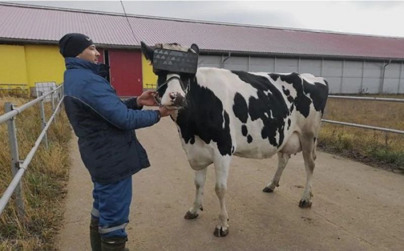 Russian Farms Make Cows Wear VR Goggles To Reduce Stress & Anxiety In Winters
