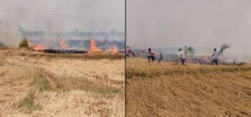farmers did not set fire paddy stubble farmers did not set fire paddy stubble