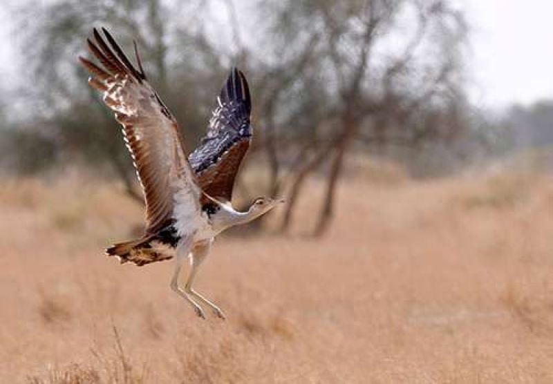 Great Indian bustard