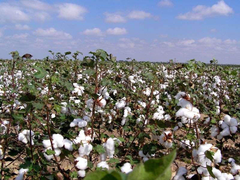 Cotton Farming Cotton Farming