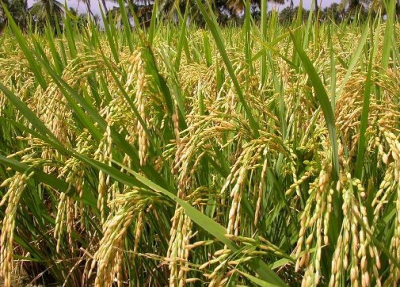 Basmati Rice Crop