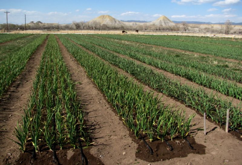 Garlic Farming