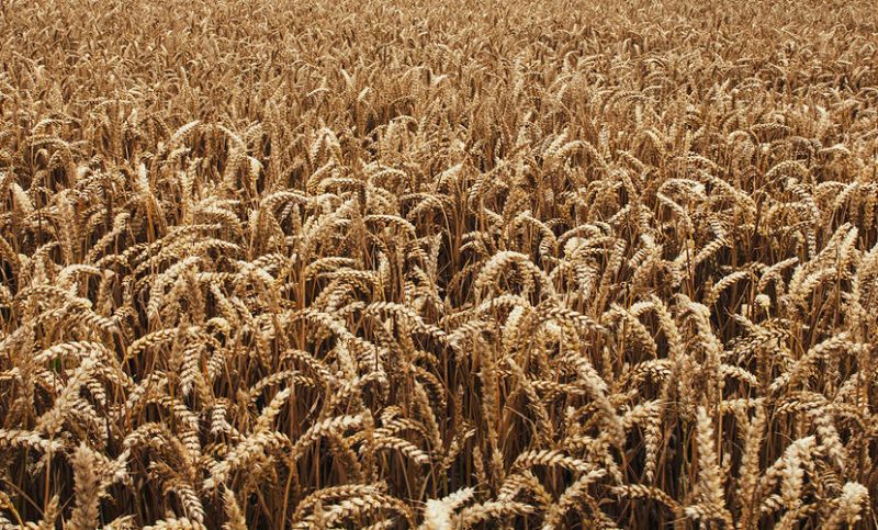 Wheat