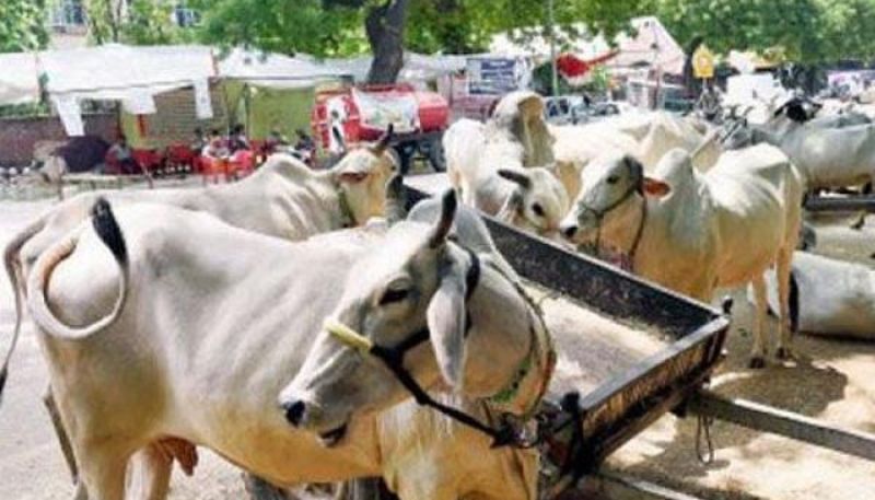 3 Women Arrested In Rajasthan's Alwar With 40 Kg Of Beef 3 Women Arrested In Rajasthan's Alwar With 40 Kg Of Beef