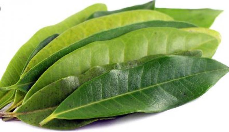 Bayleaf Bayleaf