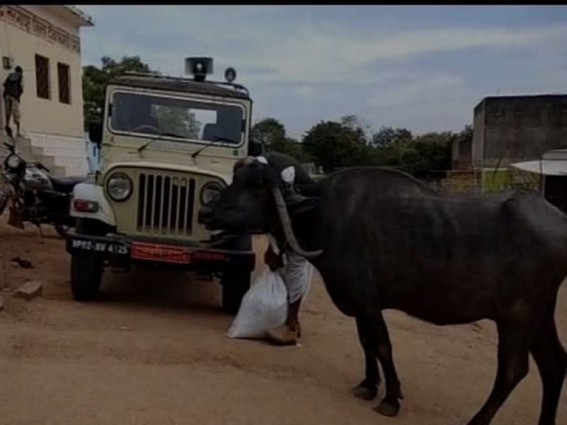 Farmer tied buffalo in jeep