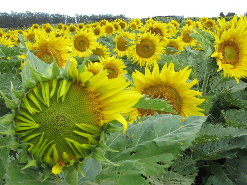 Sunflower crop
