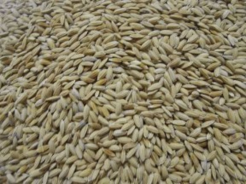 Rice paddy bird food