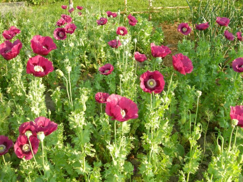 Opium Plant