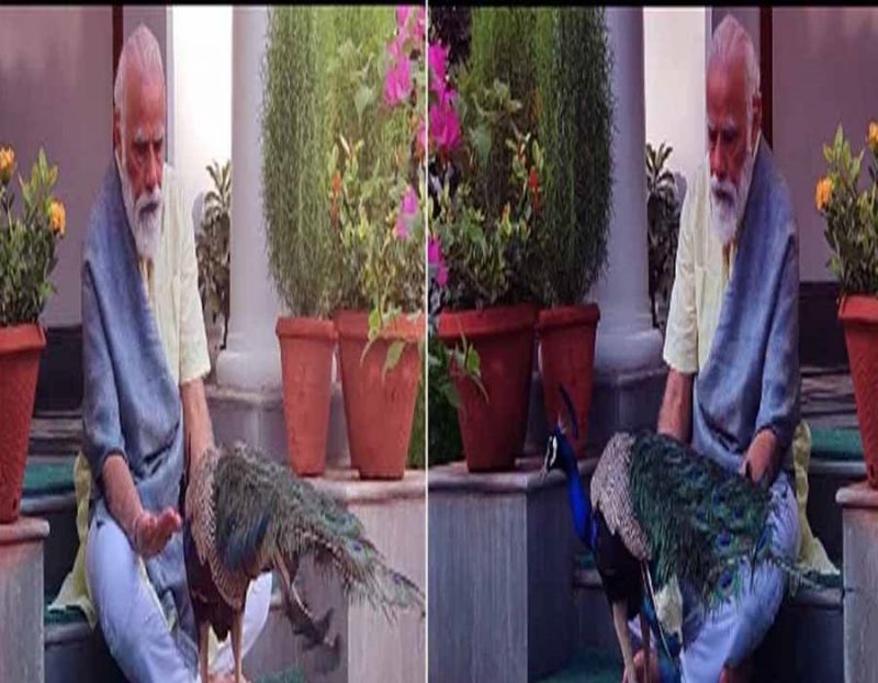 PM Modi Shares Video Of His Bond With Peacocks At His Residence PM Modi Shares Video Of His Bond With Peacocks At His Residence