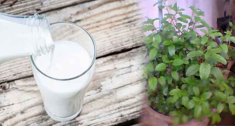tulsi milk