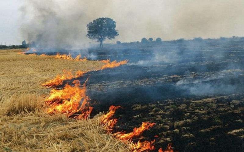 paddy crop burn paddy crop burn