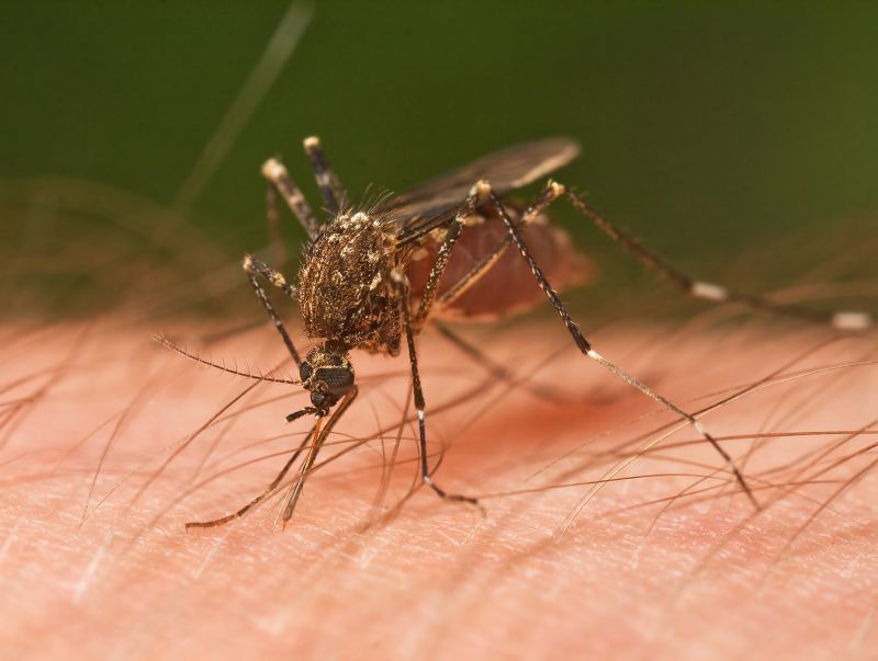 Mosquitoes Mosquitoes