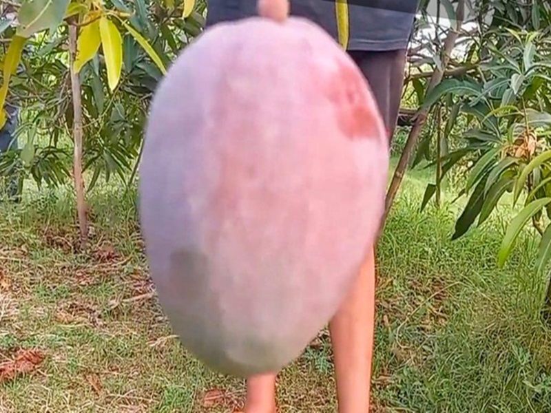 The owner kept 4 guards and 6 dogs to protect the mango worth Rs 2.5 lakh per kg