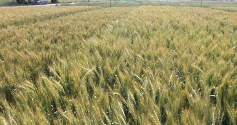 New wheat made by PAU, 