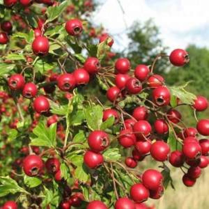  Cultivation of Ashwagandha