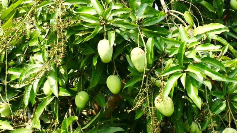 Mango tree