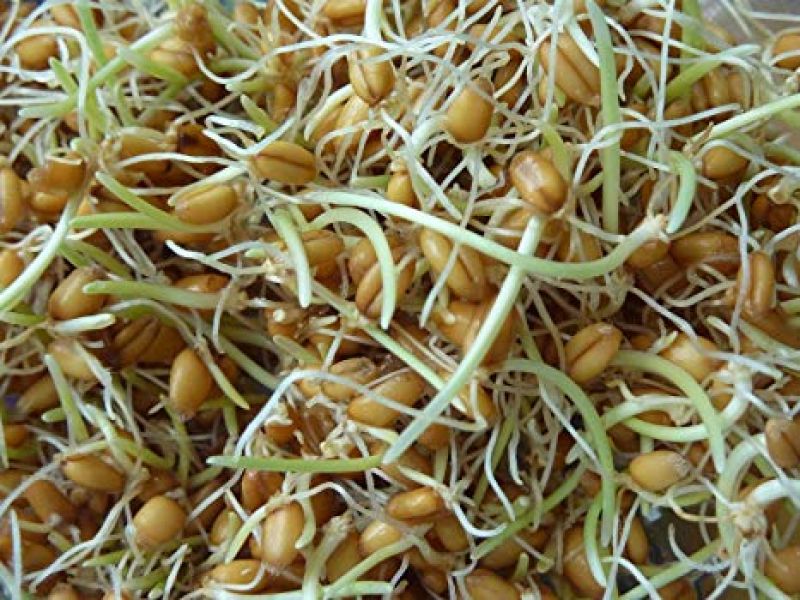 Sprouts