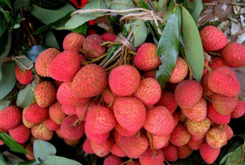 Lychee